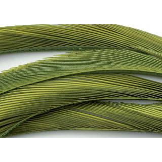 Oca biots quills