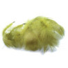 Anatra petto maschio