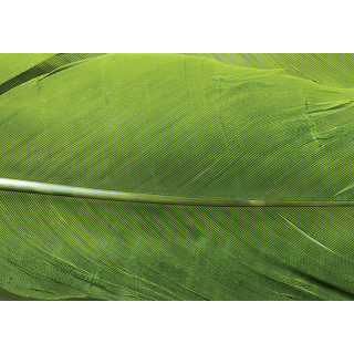 Turkey dyed wing feathers