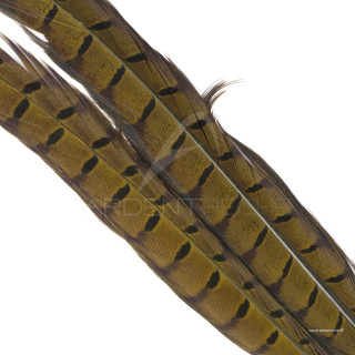 Common pheasant dyed tail