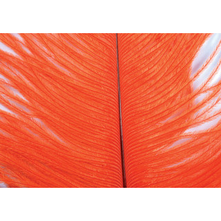 Ostrich herls on stem