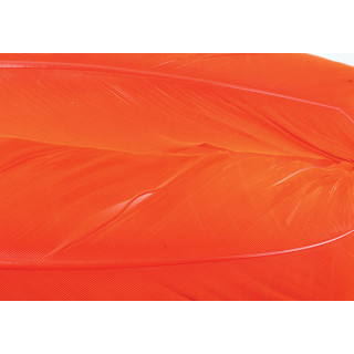 Tacchino piume d'ala tinte