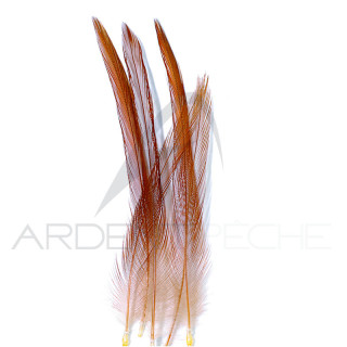 Corrèze fishing cock neck feather