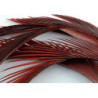 Oca biots quills