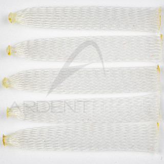 Crab Body EP SOFT SHELL CRAB BODY