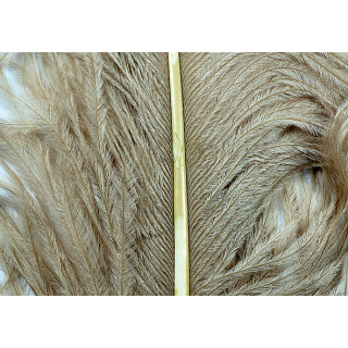 Ostrich herls on stem