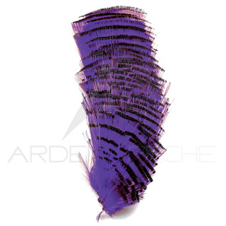 Faisan doré demi collerette teintées