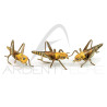 Mosca cavalletta ultra realistica per la trota - Ardent Fly Fishing