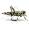 Realistic Fly Grey Grasshopper