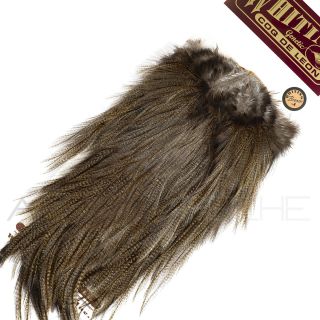 Croupes pardo Whiting Pardo foncé