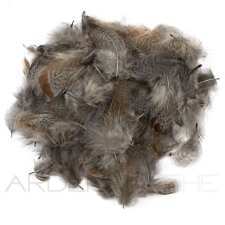 perdrix plumes de collerette claire teinté blue dun