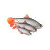 Soft bait FOX RAGE Replicant roach