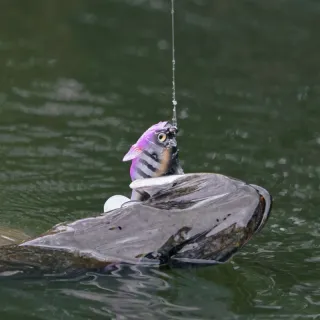 Soft lure MEGABASS Sleeper gill 3.2 21g