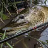 Canna casting TENRYU Injection BC 73 XH Travel