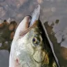 Pesce nuotatore DUO Bayruf seek 85 S HW
