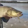 Pesce nuotatore DUO Bayruf seek 85 S HW