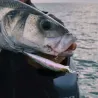 Pesce nuotatore DUO Crank minnow hacker 105 SP
