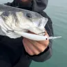 Pesce nuotatore DUO Crank minnow hacker 105 SP
