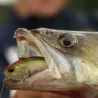 Pesce nuotatore DUO Realis apex vibe 85