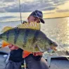Pesce nuotatore DUO Realis spin 14g