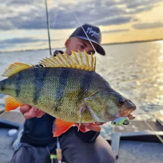 DUO Realis Spin 7g hard lure