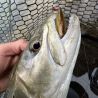 Pesce natante DUO Realis rozante 63 SP