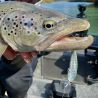 Minnow TACKLE HOUSE K Ten blue ocean BKS 75