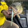 Esca morbida MADNESS Madfin 6