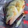 Leurre souple MADNESS Madshad 2 85