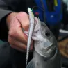 Soft bait MADNESS Madslug 150
