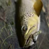 Testina piombata XORUS Ulti ned head