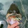 Leurre souple MEGABASS Big gabot