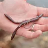 Esca morbida MEGABASS Bottle shrimp 4
