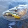 Soft bait MEGABASS Dark sleeper 3 21g