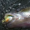 Soft bait MEGABASS Dark sleeper 3.8 28g
