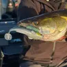 Soft bait MEGABASS Dark sleeper 4.5 21g