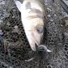 Soft bait MEGABASS Hazedong 3