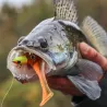 Soft bait MEGABASS Hazedong shad 5.2
