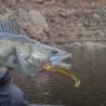 Esca morbida MEGABASS Hazedong shad 4.2