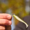 Esca morbida MEGABASS Hazedong shad 3