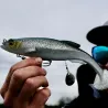 Leurre souple MEGABASS Mag draft 8