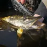 Pesce natante MEGABASS Over rev crank