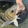 Esca morbida MEGABASS Sleeper craw 3