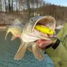 Soft bait MEGABASS Spark shad 7