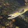 Pesce natante MEGABASS Great hunting 95