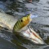 Pesce nuotatore MEGABASS Big M 2.0