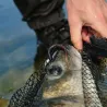 Esca morbida NIKKO Zaza leech
