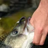 Leurre souple NIKKO Zaza leech