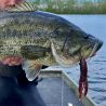 Leurre souple RAID JAPAN Buggy craw 4