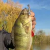 Soft bait RAID JAPAN Head swimmer libero 10g